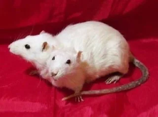 🐀
