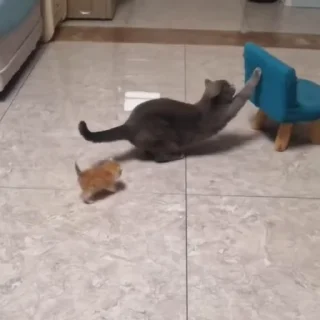 Котики @stickroom