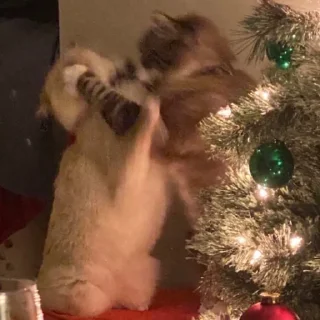 🤼