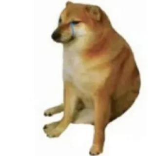 😿