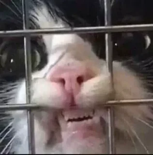 👹