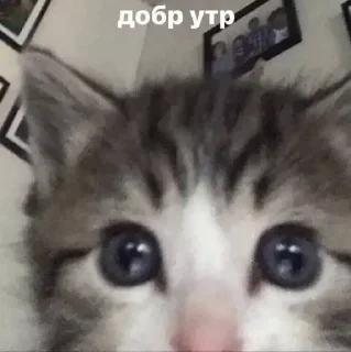 🔪