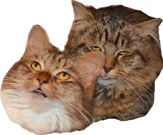 👨‍❤️‍💋‍👨