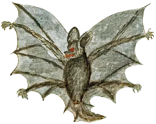 🦇