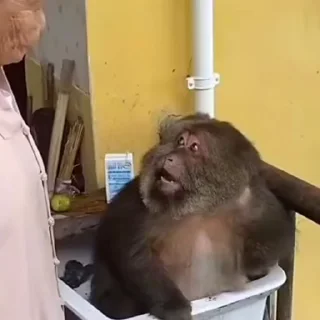 🙉
