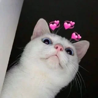🐱