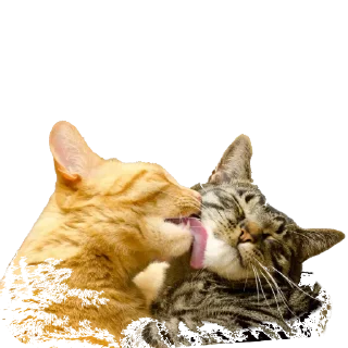 🐱