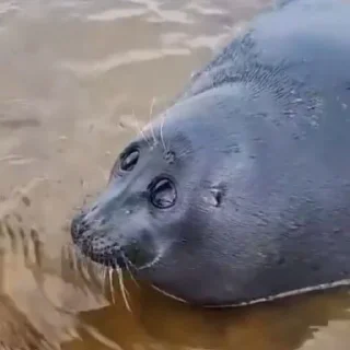 🦭