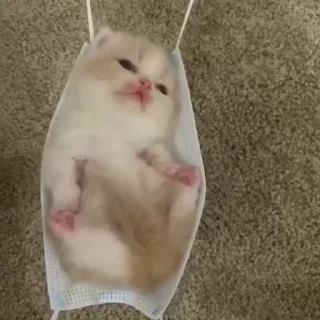 🌟