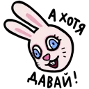 🐰
