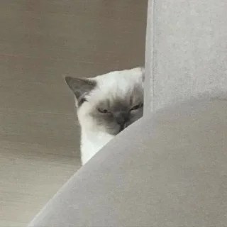 🐶