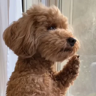 🐶