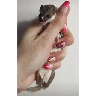 🤲