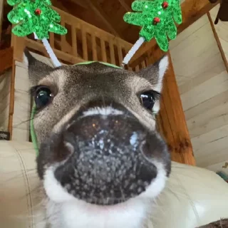 🎄