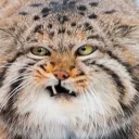 😾