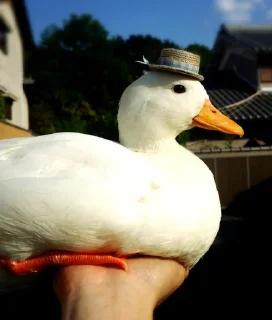 🎩
