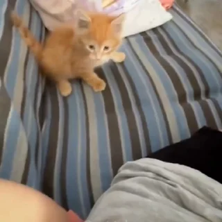 🐈