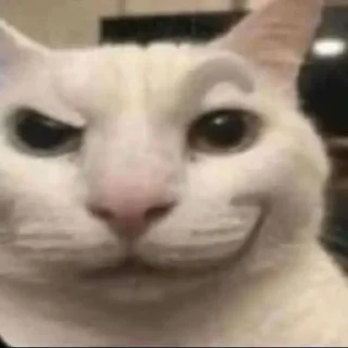 😼