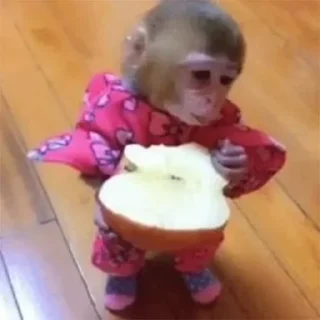 🐒