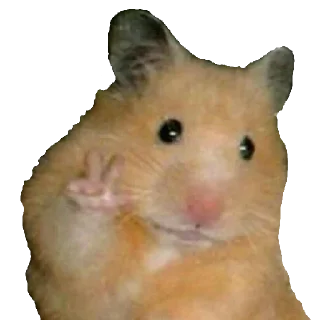 ✌