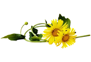 🌼