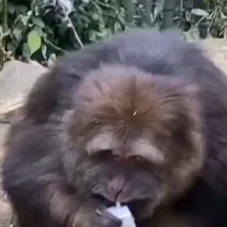 🐒