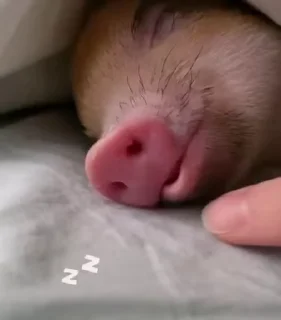 🐷