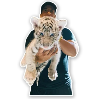🐯