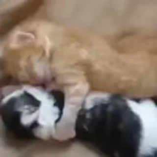 🐈‍⬛
