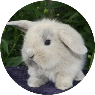 🐰