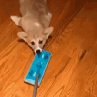 🐶