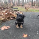 🐶