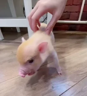 🐷