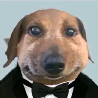 pukikaki