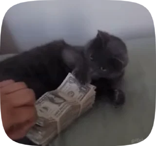 😺