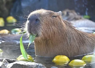 🍋