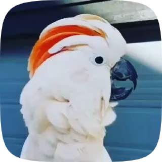 Parrots @stickersb2b