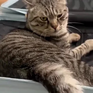 🤪