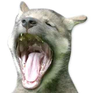 🐺