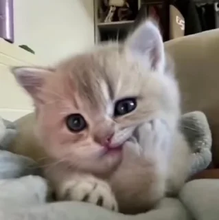 Cat 2 , @Wallgif