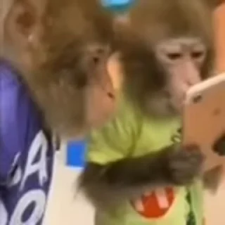 🐵