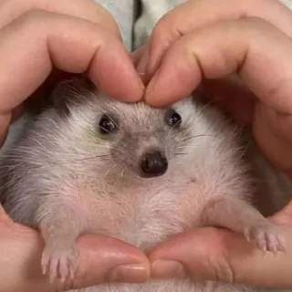 ♥