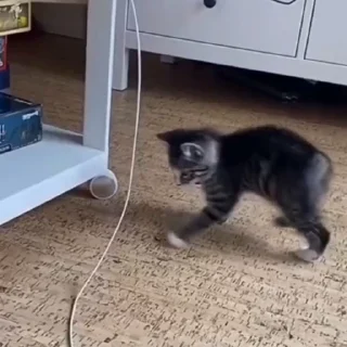 🐈