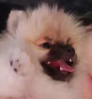 🤩