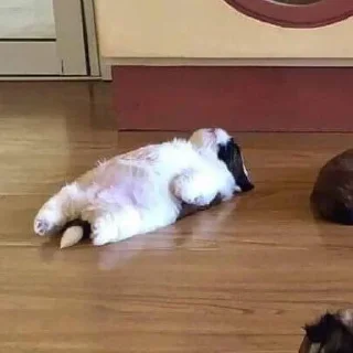 🐶
