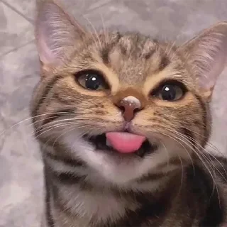 🐈