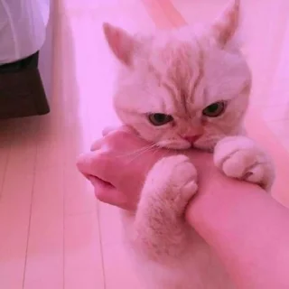 🐈