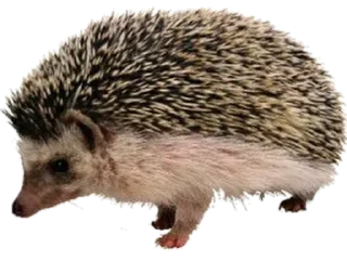 🦔