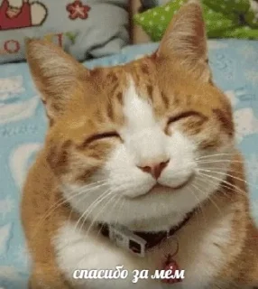 😻