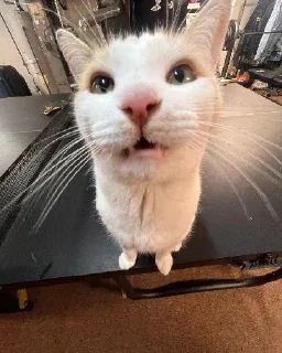 😲